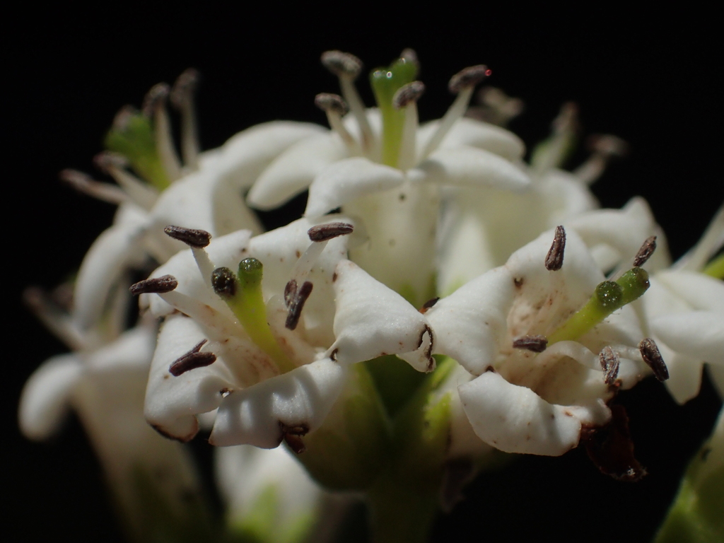 Ehretia dicksonii