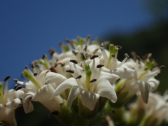 Ehretia dicksonii