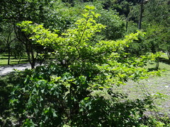 Ehretia dicksonii