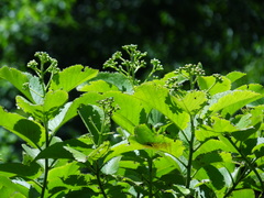 Ehretia dicksonii