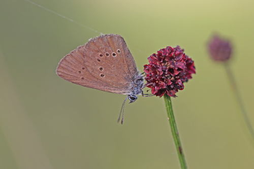 Dusky Large Blue