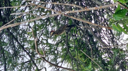 Green-barred Woodpecker (Colaptes melanochloros), photo 5