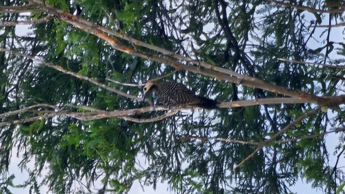 Green-barred Woodpecker (Colaptes melanochloros), photo 6