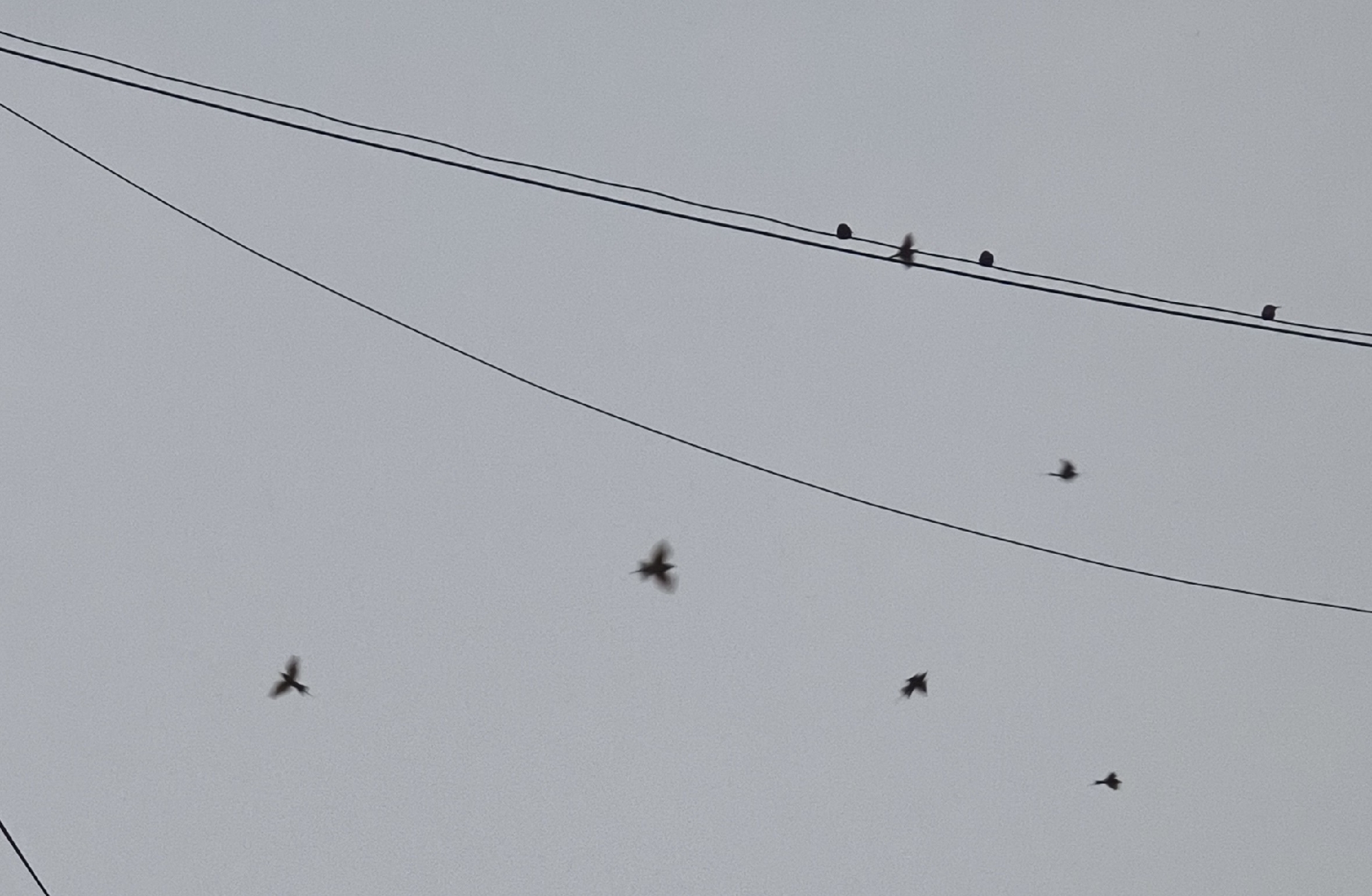 Asian Green Bee-eater (Merops orientalis), photo 2