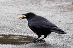 Corvus corone