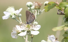 Satyrium acaciae