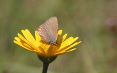 Satyrium acaciae