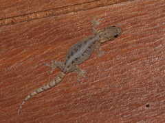 Hemiphyllodactylus chiangmaiensis