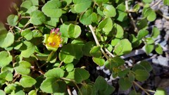 Fuchsia procumbens