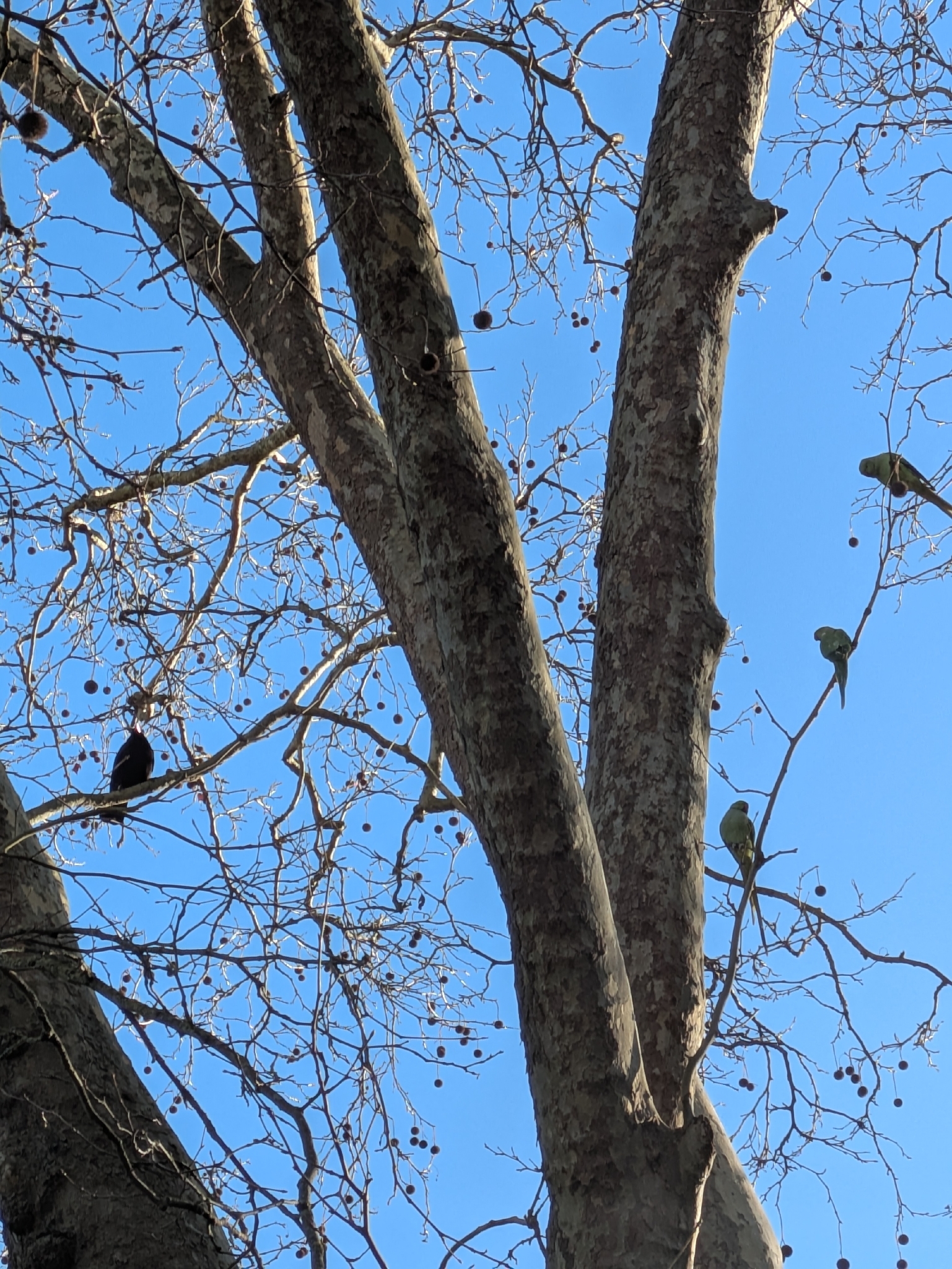 Rose-ringed Parakeet (Psittacula krameri), photo 2