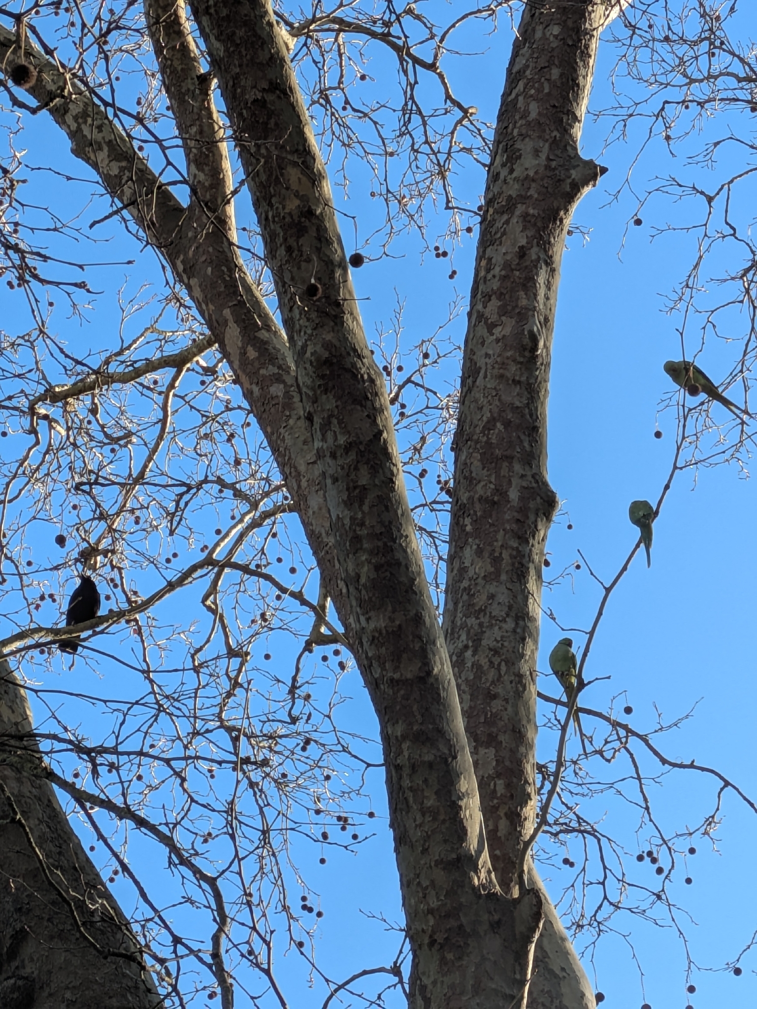 Rose-ringed Parakeet (Psittacula krameri), photo 3