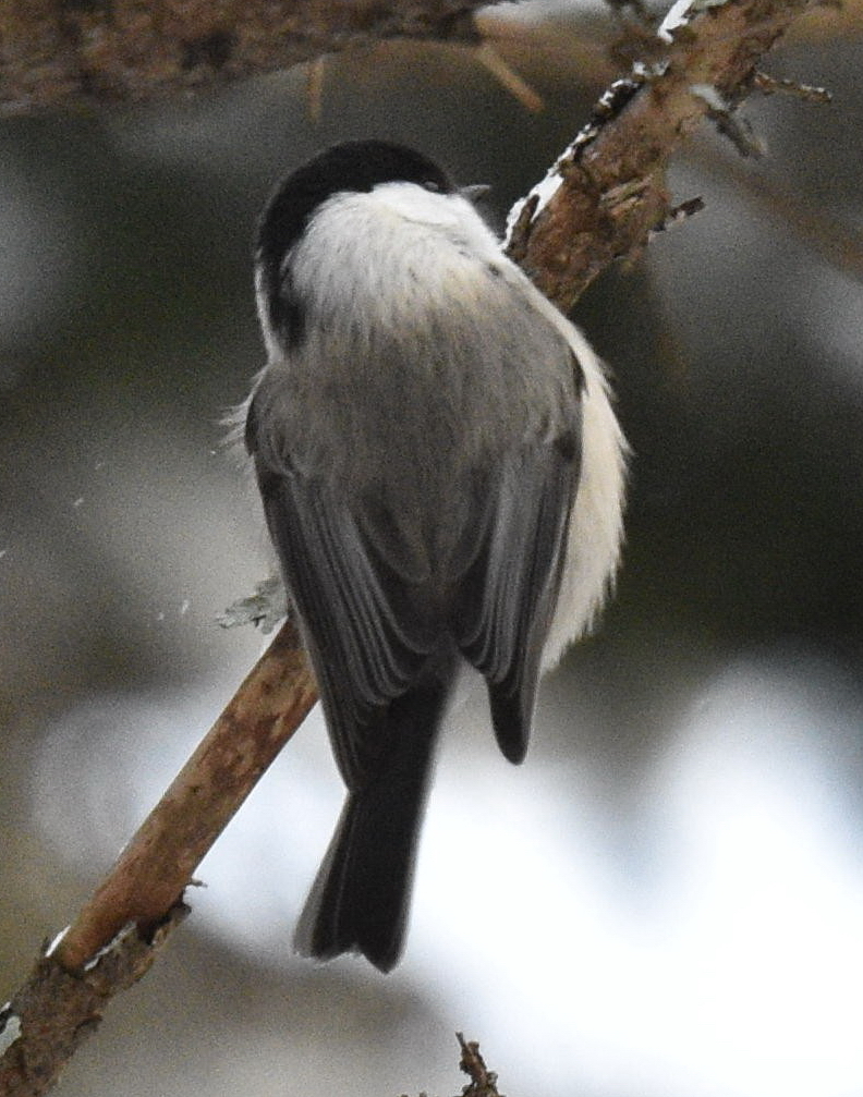 Willow Tit (Poecile montanus), photo 6
