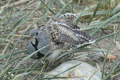 Thinocorus rumicivorus