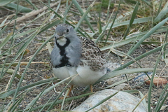 Thinocorus rumicivorus