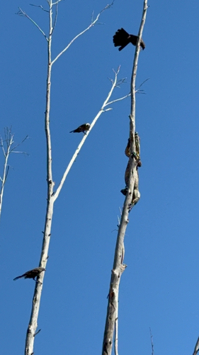 Apostlebird