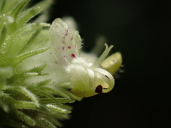 Hyptis rhomboidea