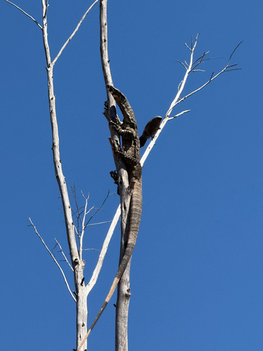 Lace Monitor