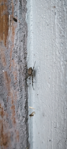 Nephilengys malabarensis