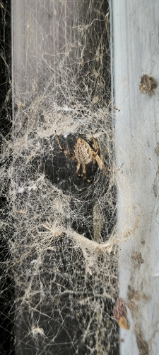 Nephilengys malabarensis