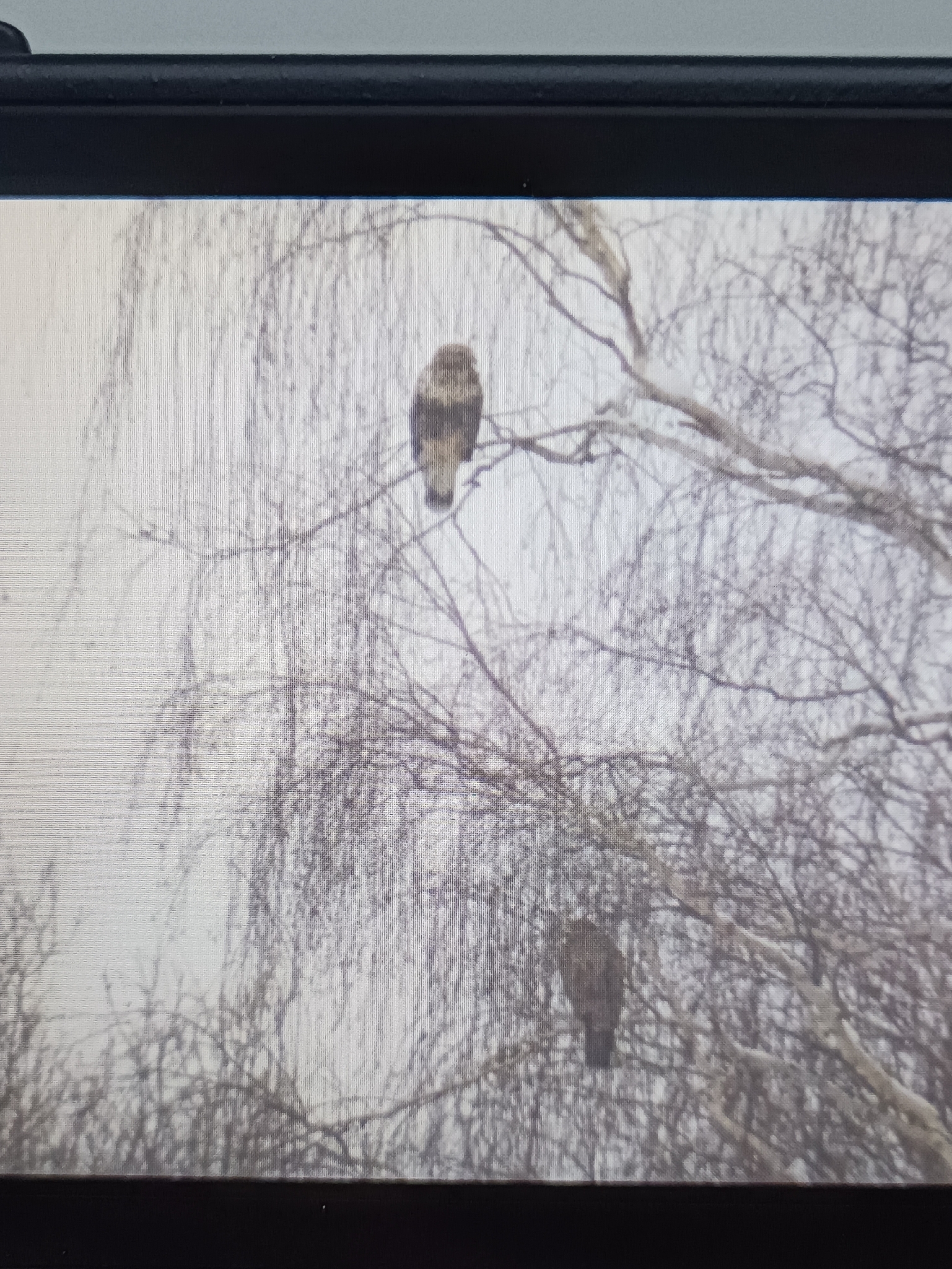 Buteo lagopus (Pontoppidan, 1763)