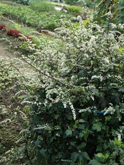 Artemisia lactiflora