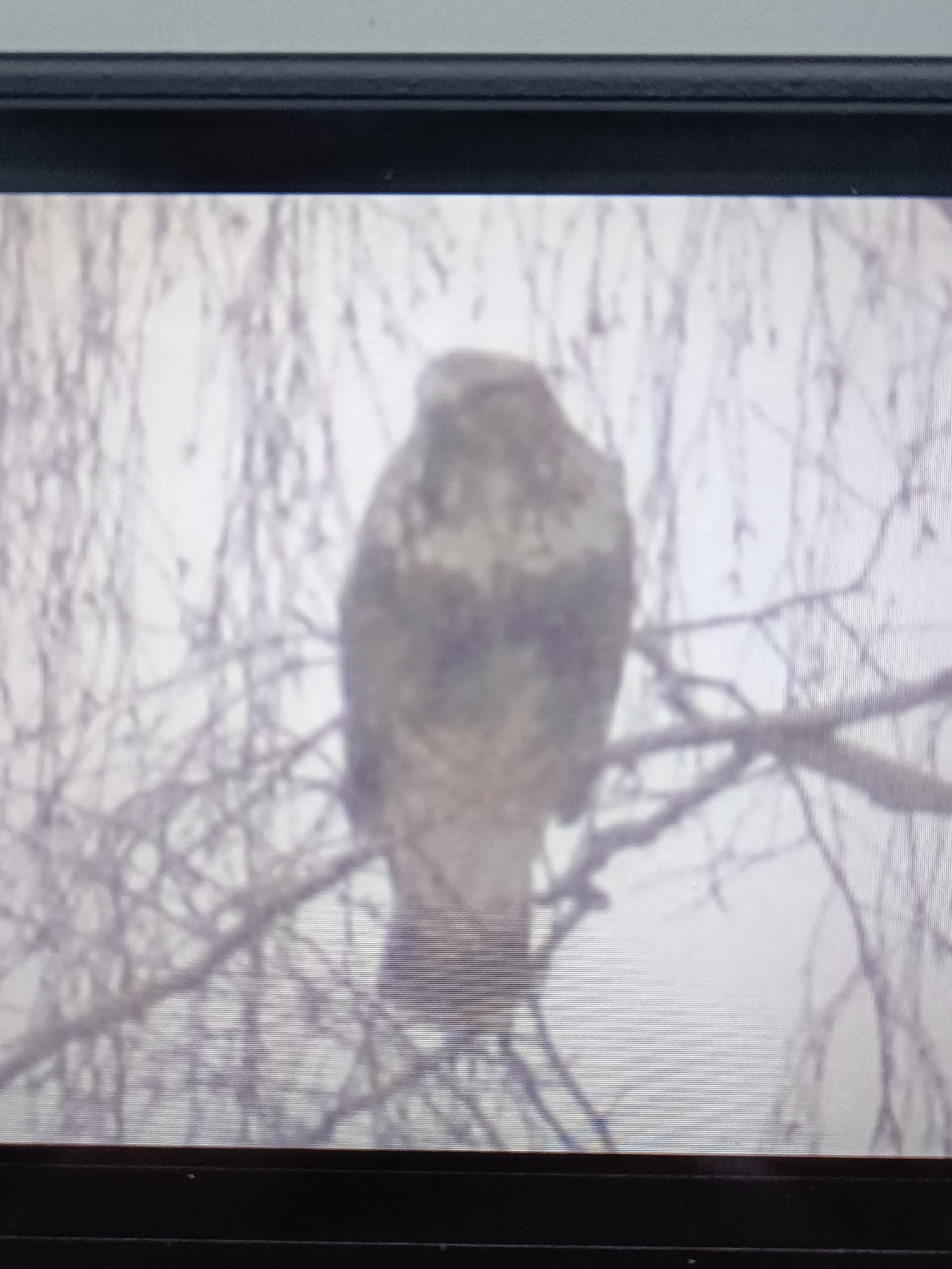 Buteo lagopus (Pontoppidan, 1763)