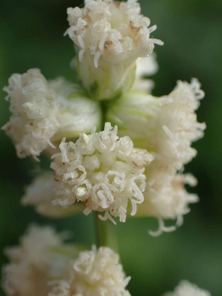 Artemisia lactiflora (Artemisia lactiflora)