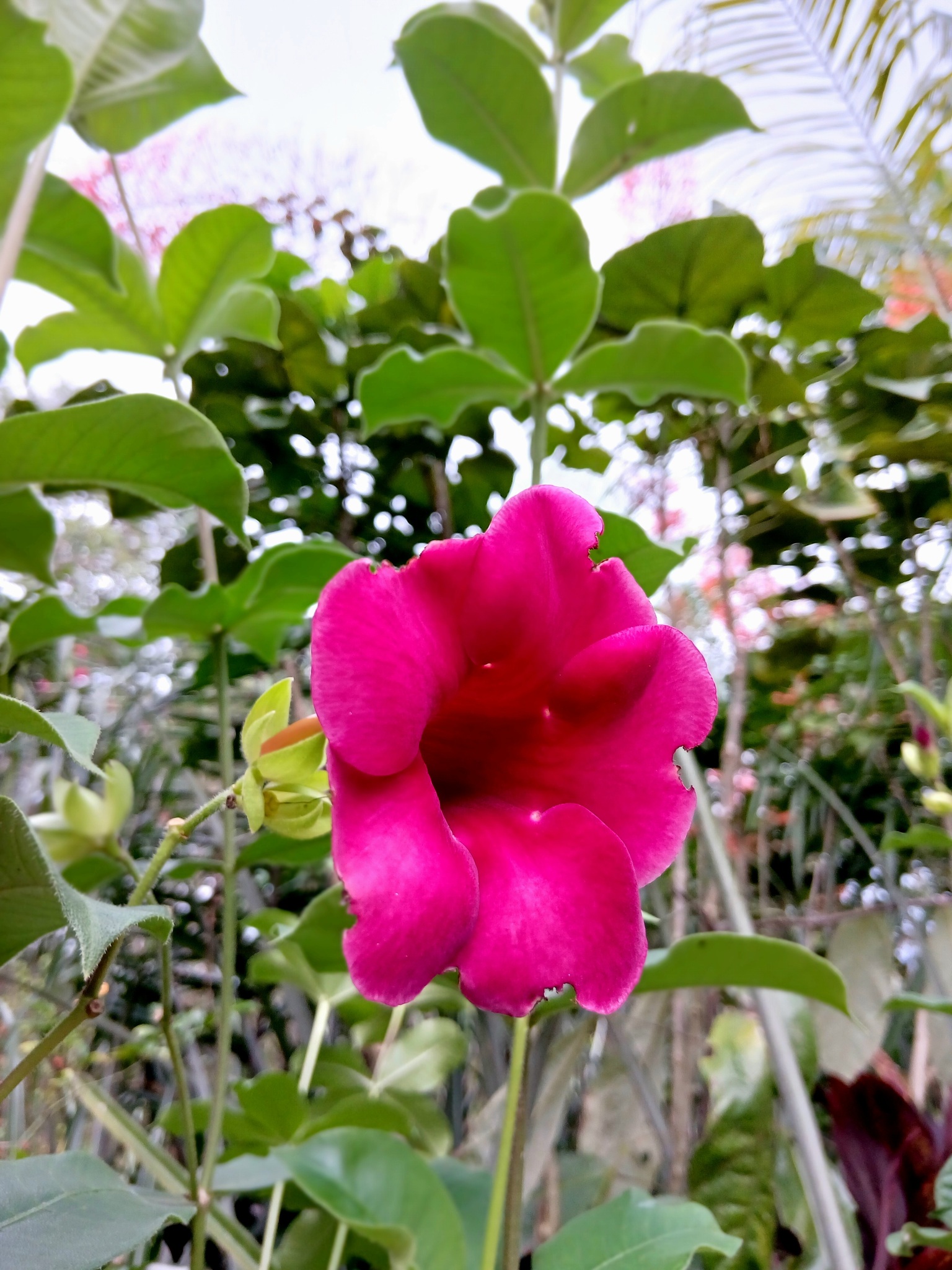 Allamanda blanchetii