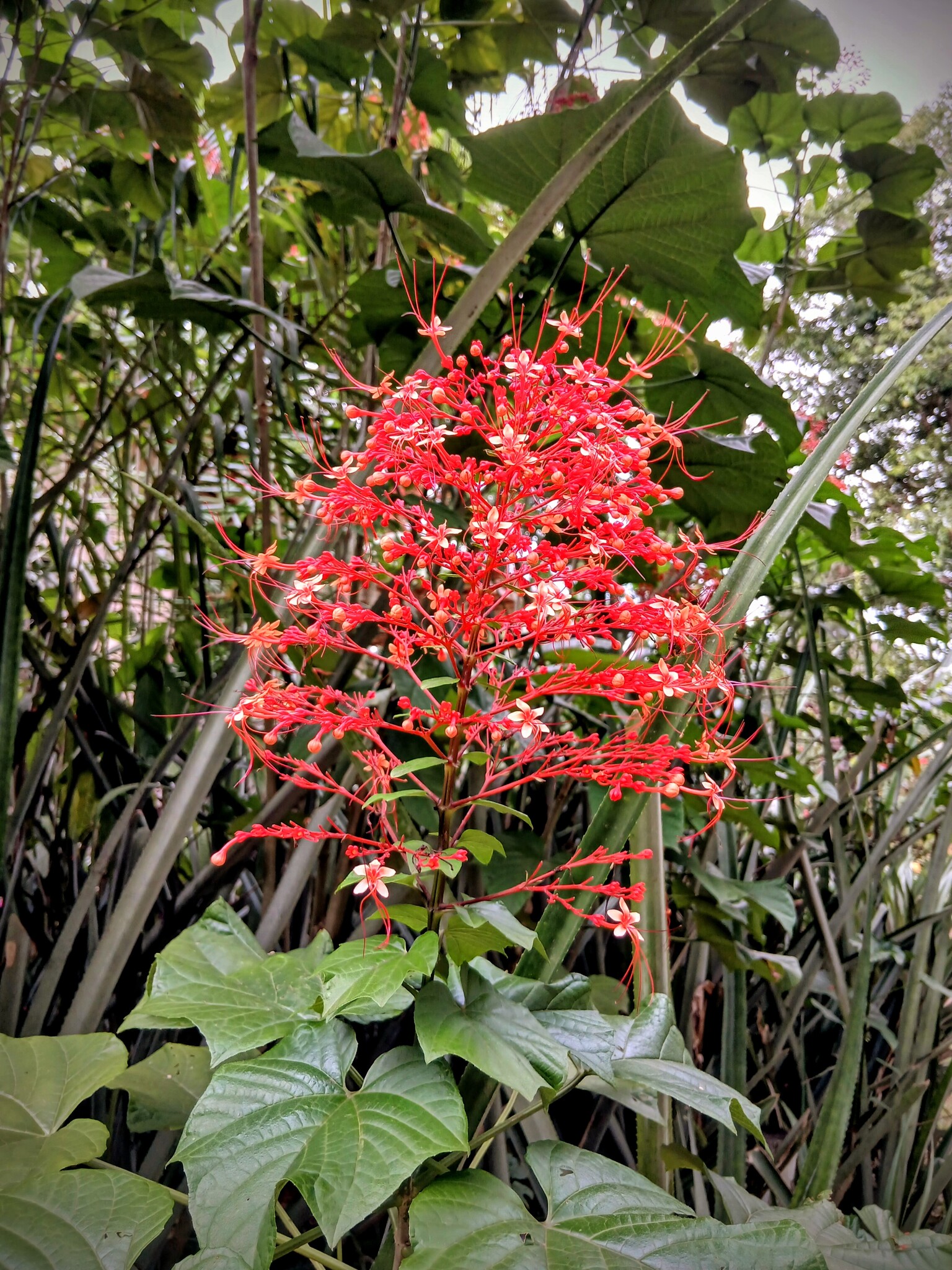 Clerodendrum paniculatum