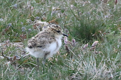 Charadrius falklandicus