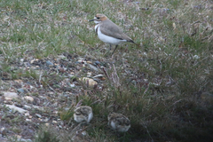 Charadrius falklandicus