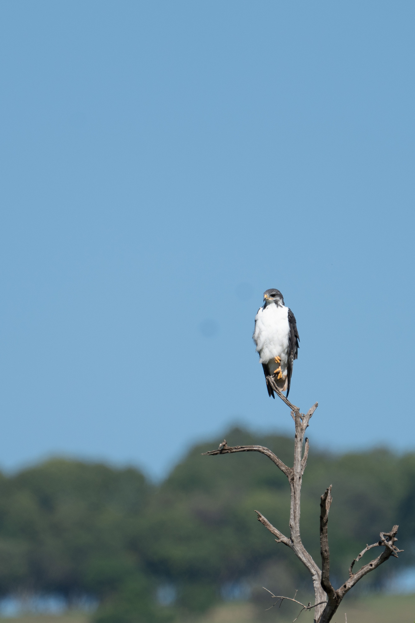 Buteo augur (Ruppell, 1836)