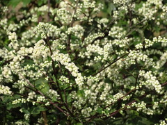 Artemisia lactiflora