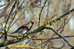 Turdus pilaris