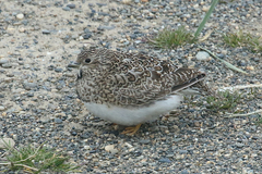 Thinocorus rumicivorus