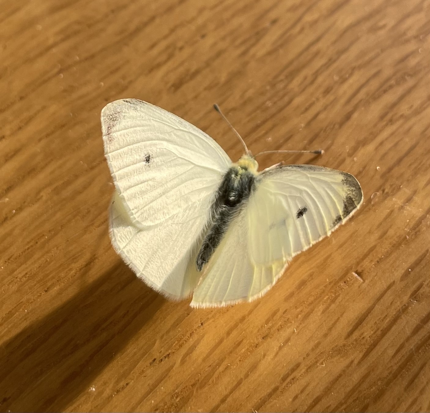 Cabbage Butterfly in Coyoacán, CDMX - Slide 2