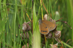 Coenonympha oedippus