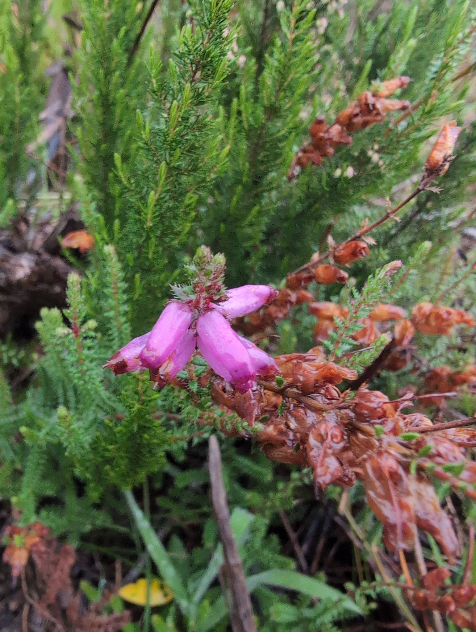 Dorset heath