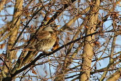 Turdus pilaris