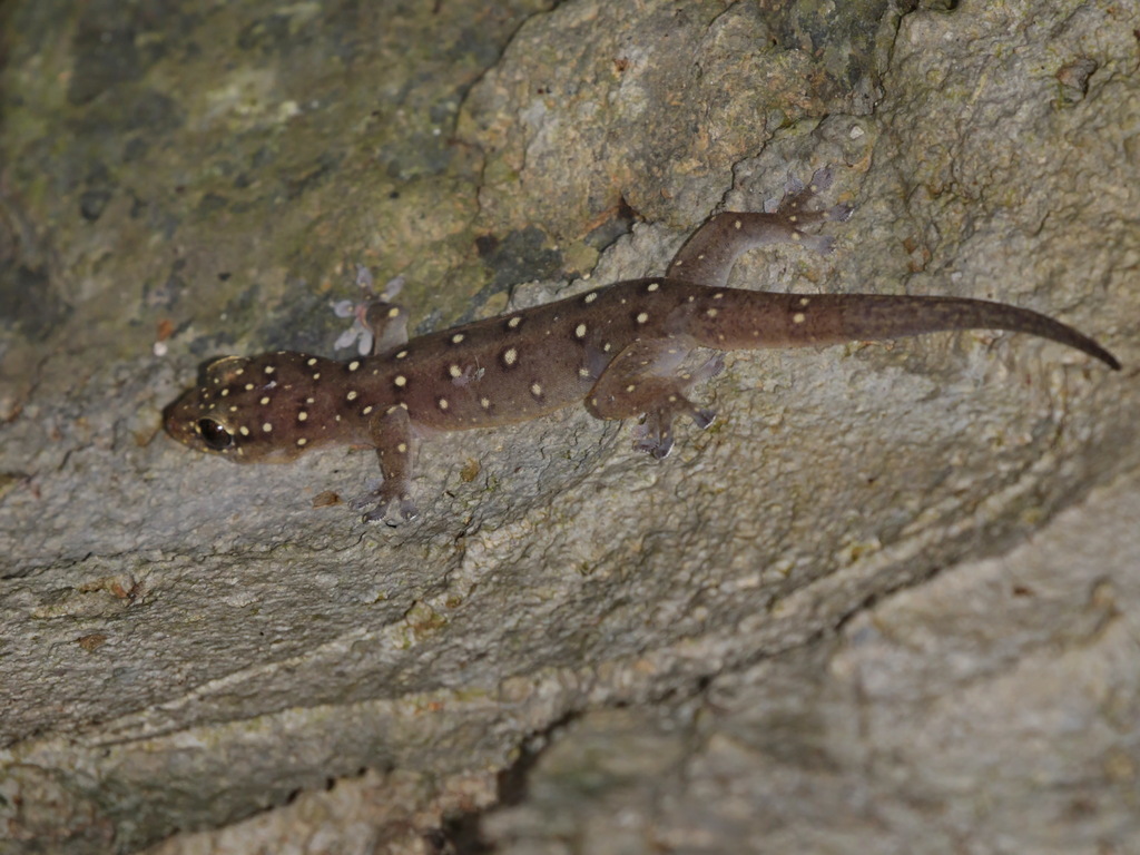 Narrowhead Dtella
