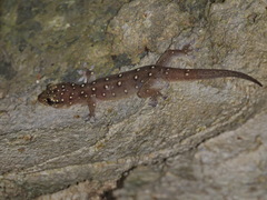 Gehyra angusticaudata