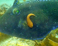 Cochleoceps orientalis