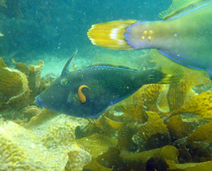 Cochleoceps orientalis