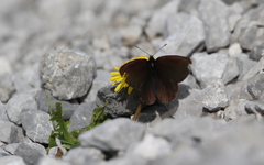 Erebia pluto