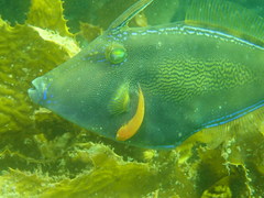 Cochleoceps orientalis