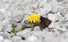 Erebia pluto