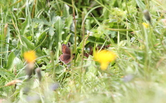 Erebia epiphron