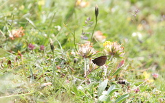 Erebia epiphron