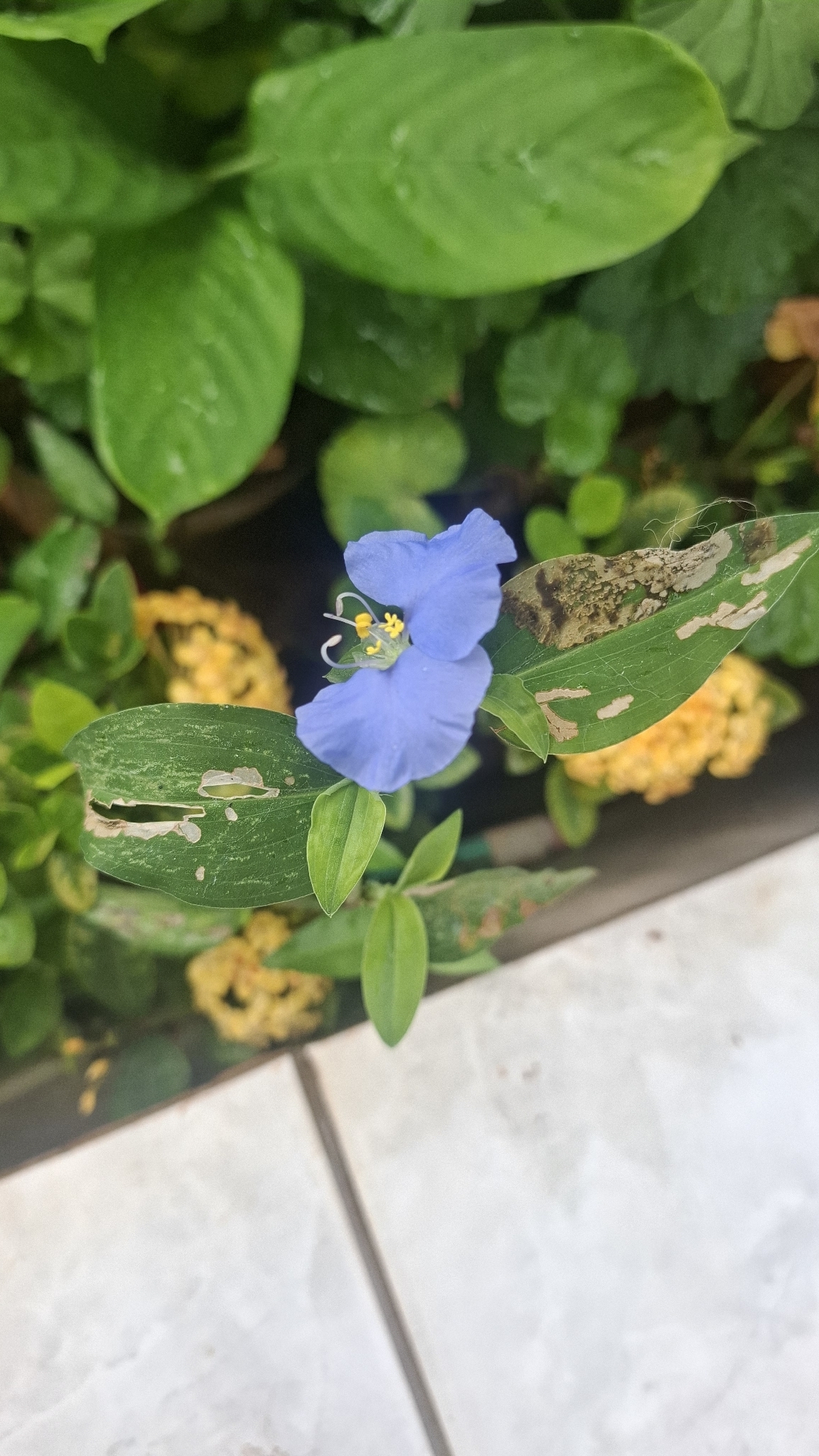 Commelina erecta