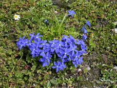 Gentiana bavarica